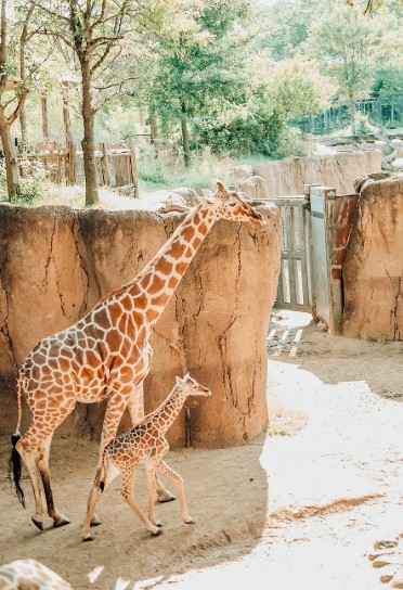 Dallas Zoo